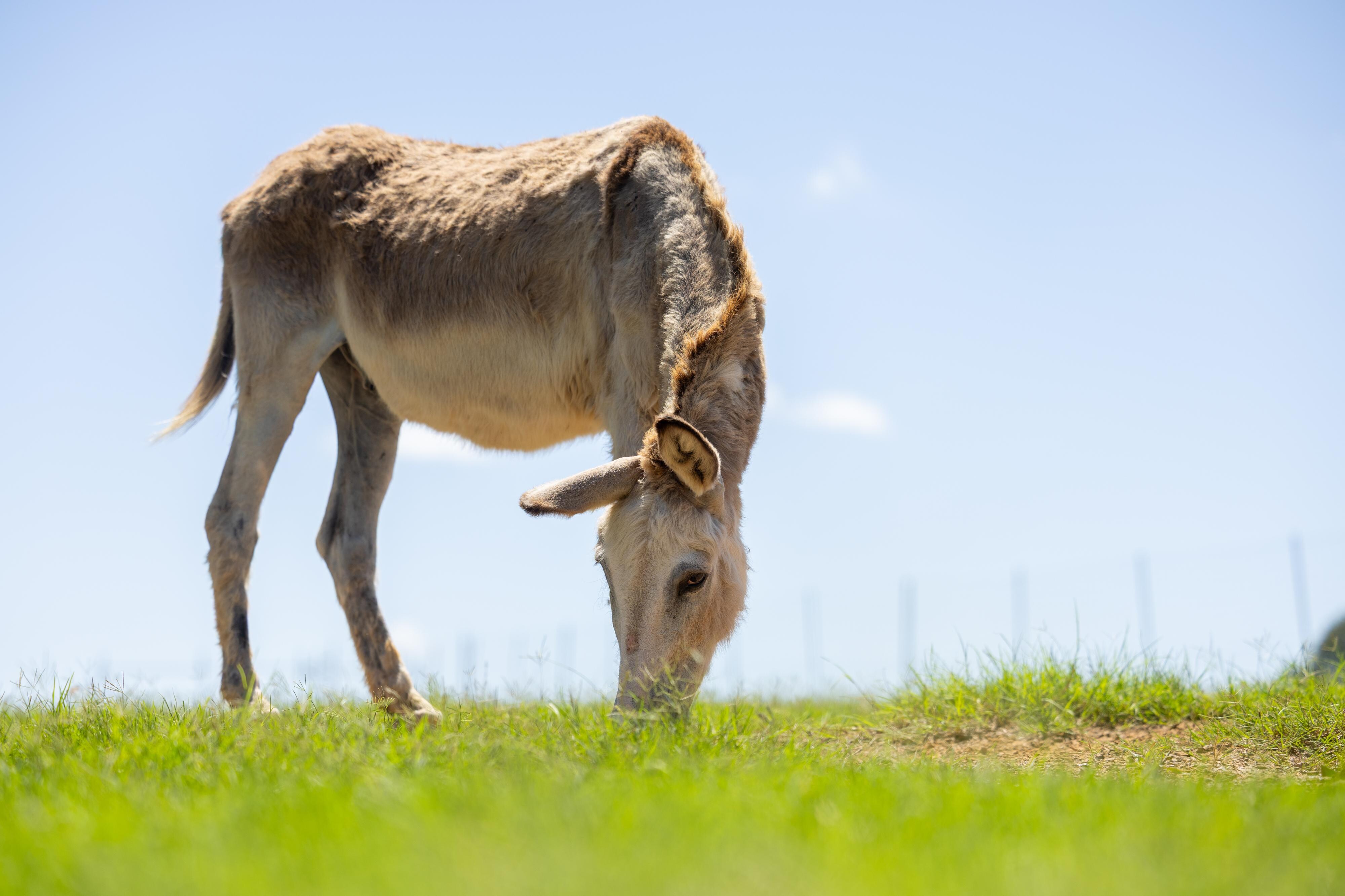 One of 3 donkeys we saw.
