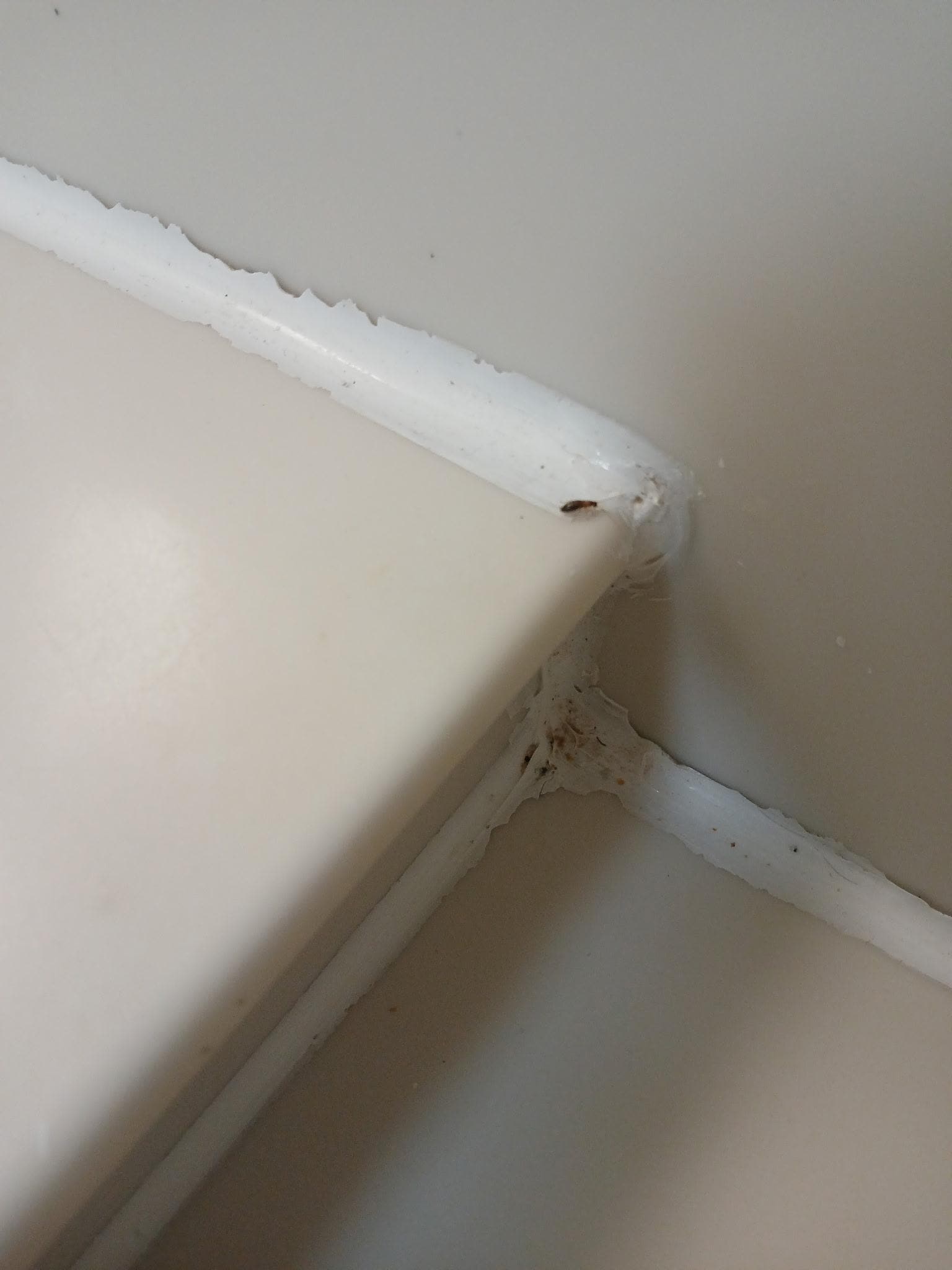 Roaches in the hotel room