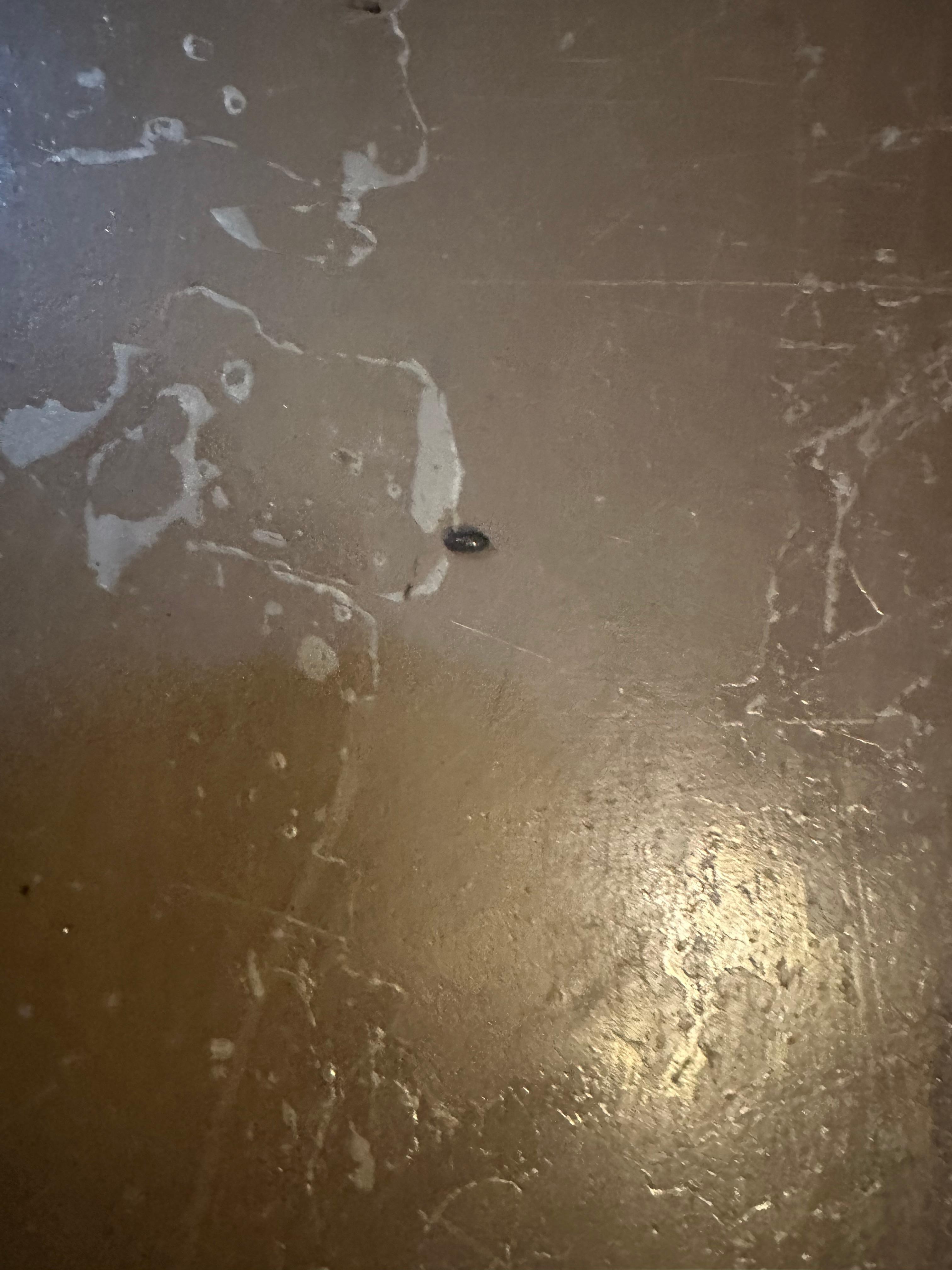 Bugs