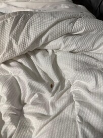 Roach on bed room 1