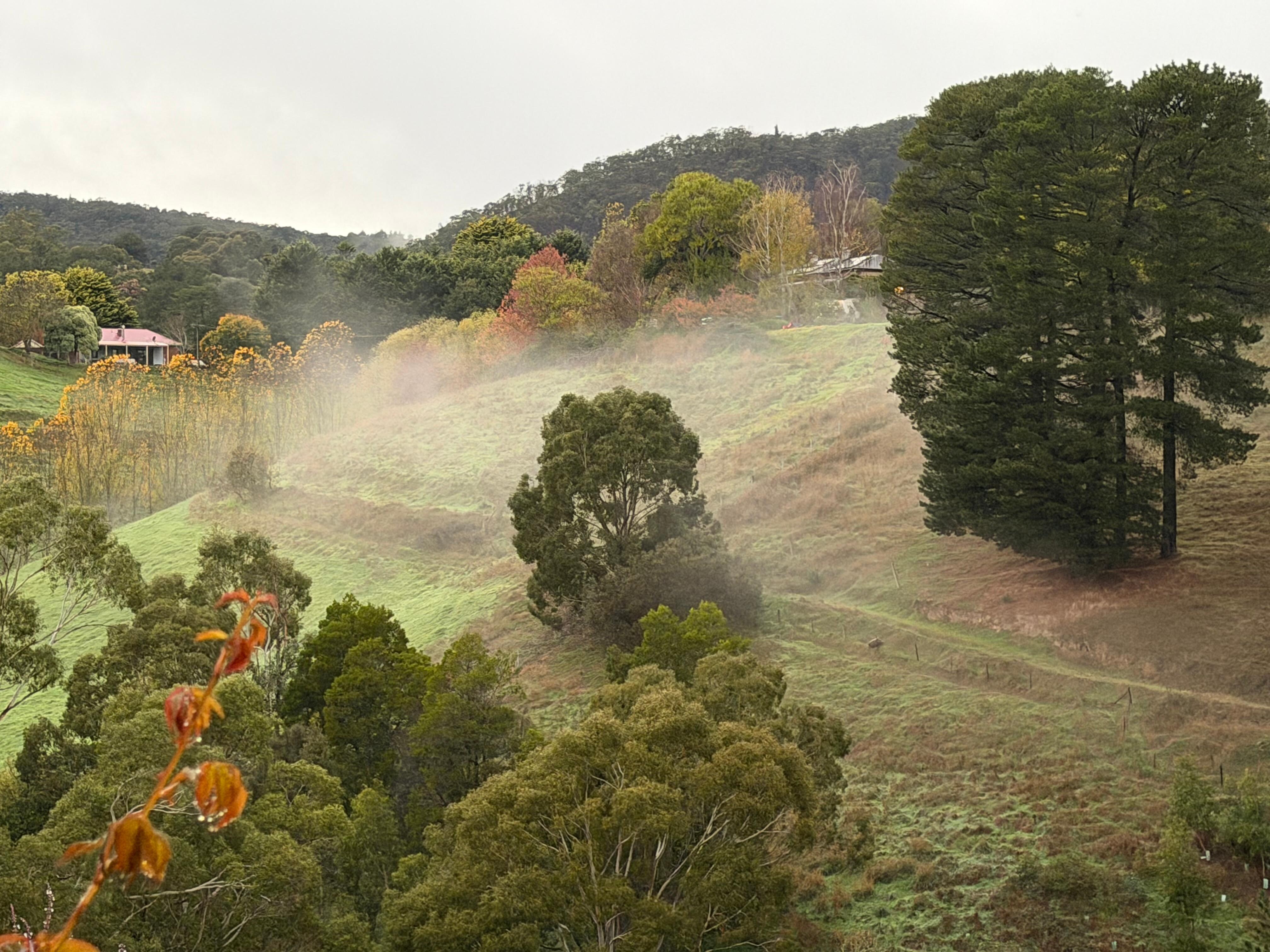 What a lovely way to wake up in the morning to catch the sunrise, watch the mist roll in and hear a cock crow from the another property over the hill.