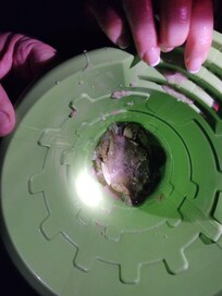 Catch and releasing sand crabs was entertaining!