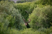 Saw a lot of moose at nearby Arapaho National Wildlife Refuge