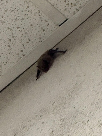 Bat in the stairs