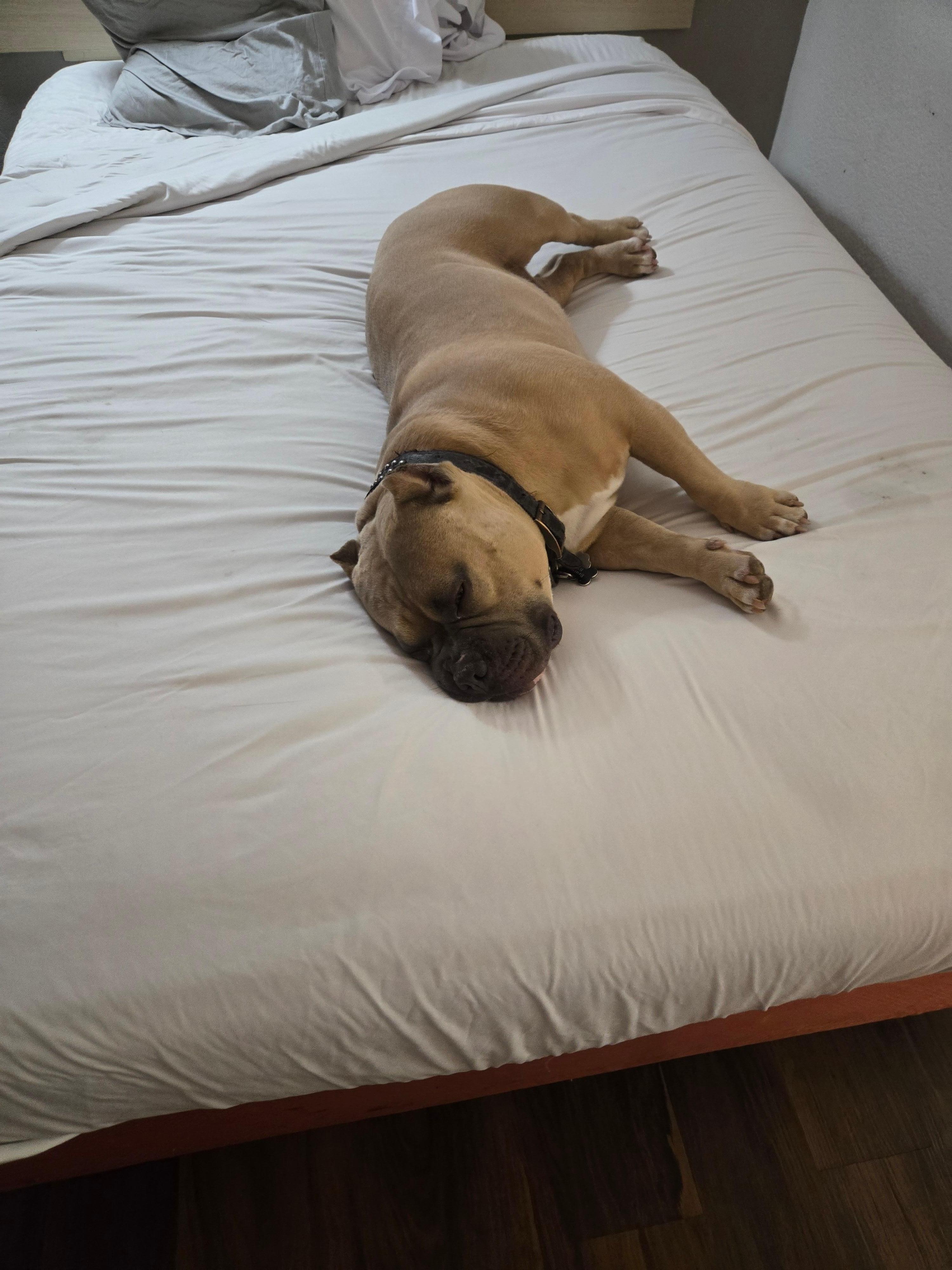 Surprisingly comfortable bed