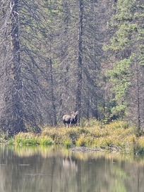 Moose Pond