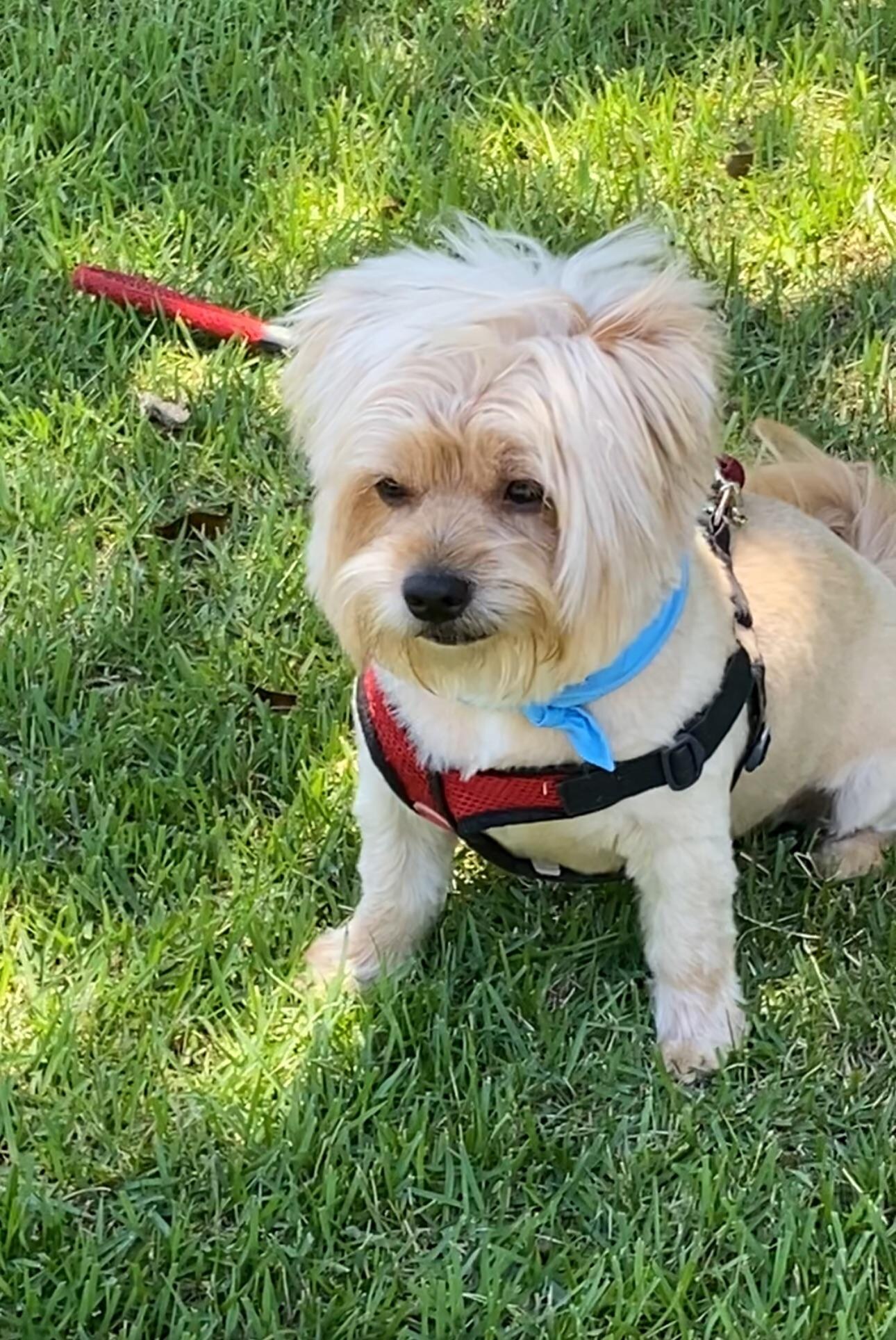 Pippin AKA Karen 