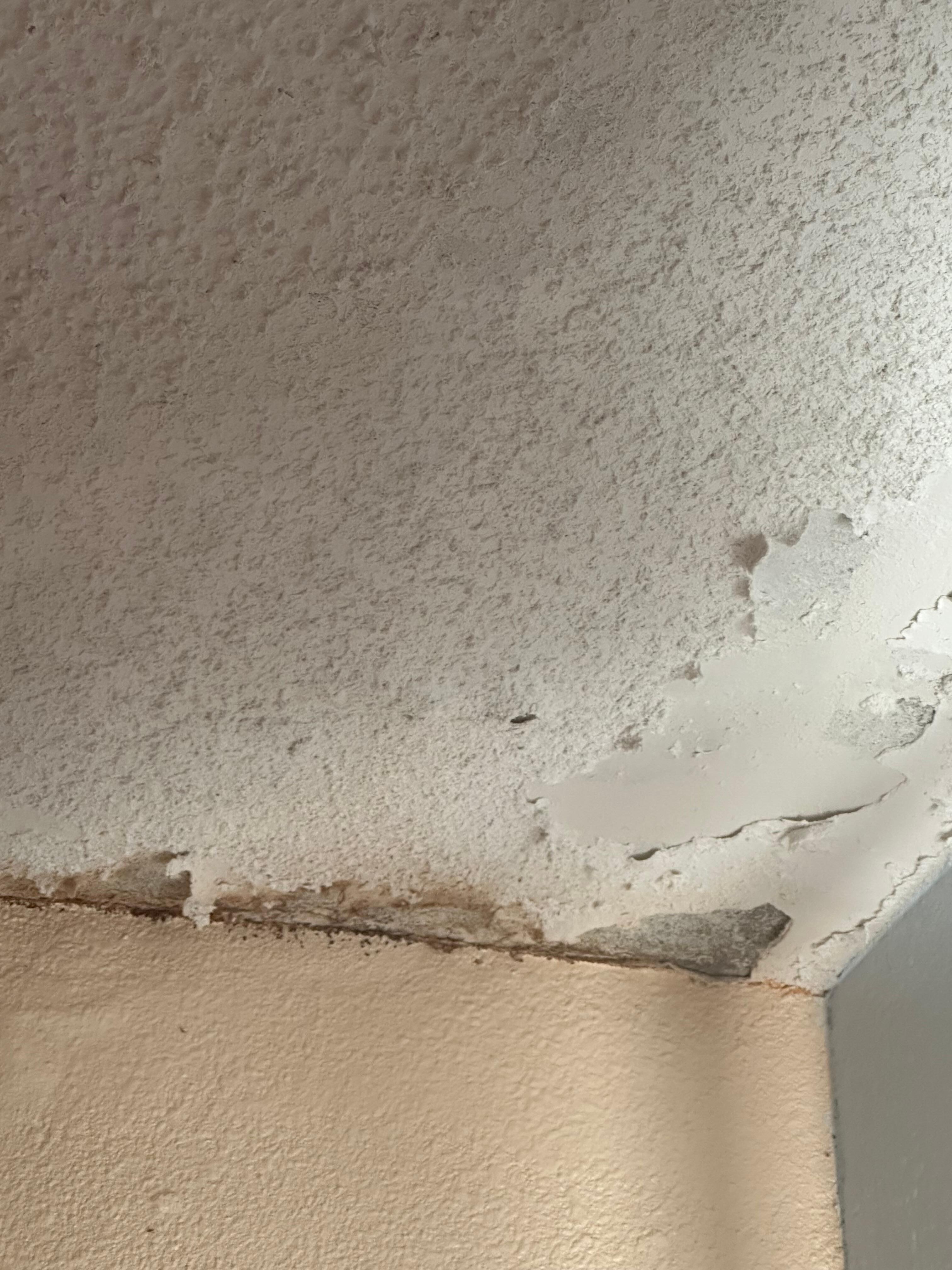 Ceiling in dining area