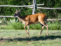 Deer feeder on grounds, up to ten deer at one time