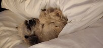 Tired pup