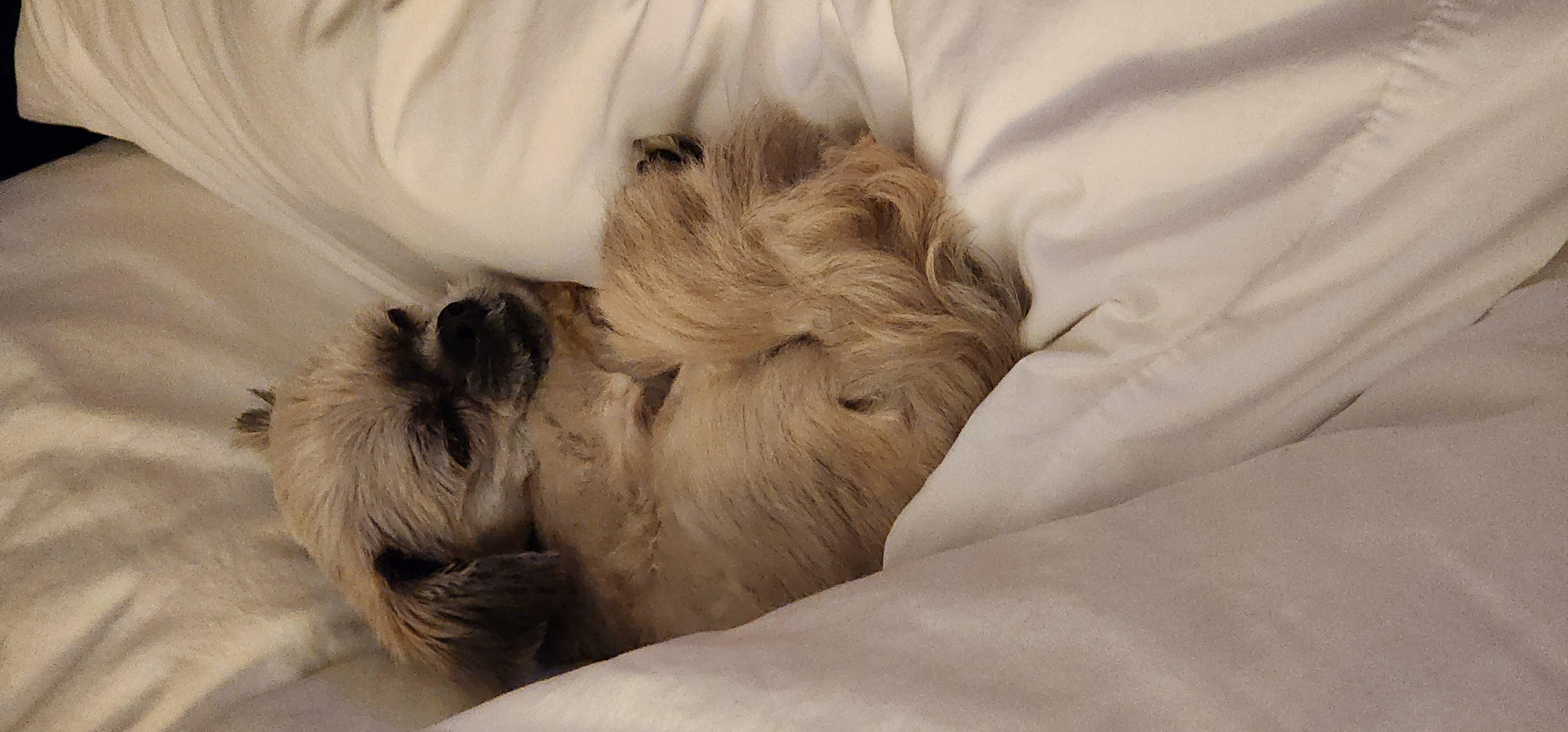 Tired pup