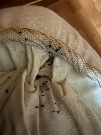 Colchón infestado de chinches