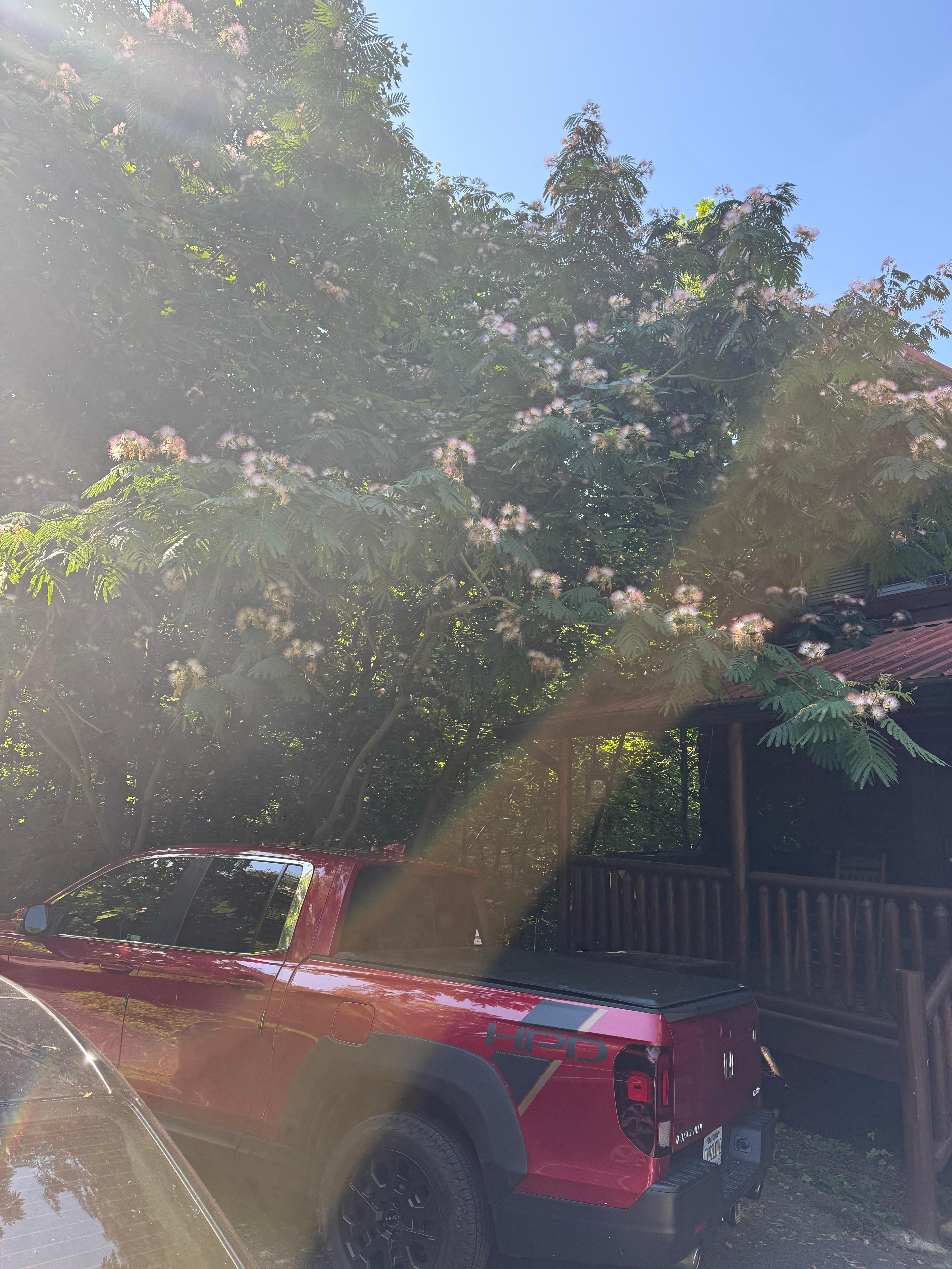 I love the trees with the pink blooms