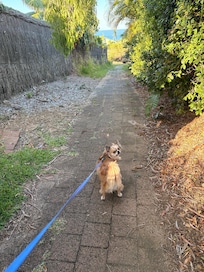 Walk around Angourie