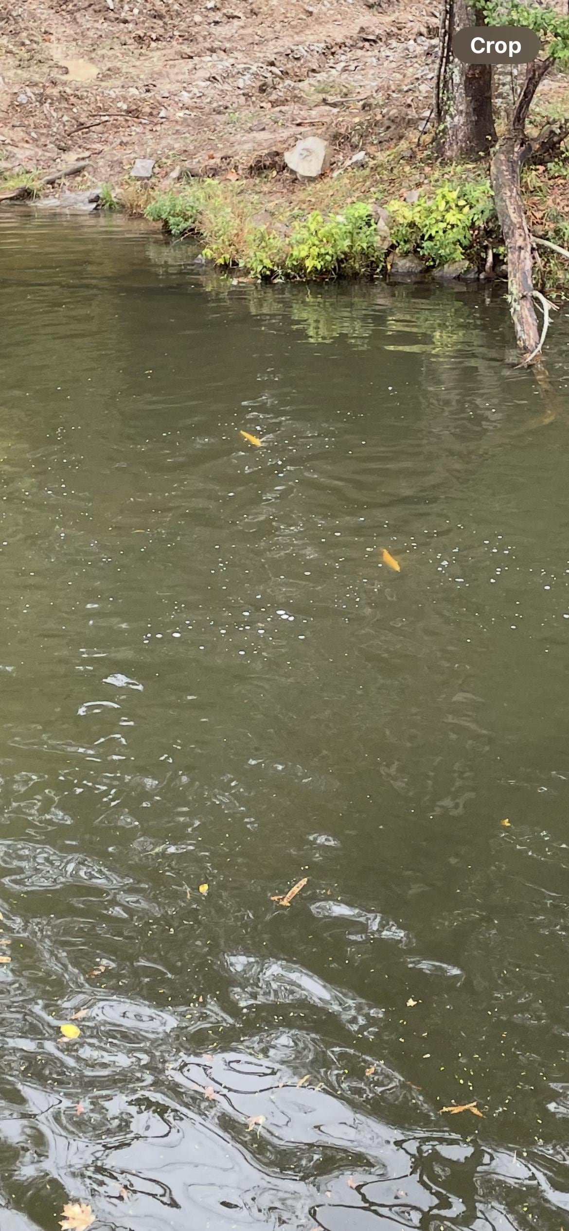 Golden trout at the spillway