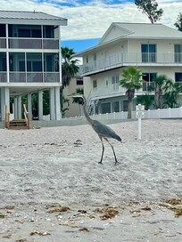 Bird watching