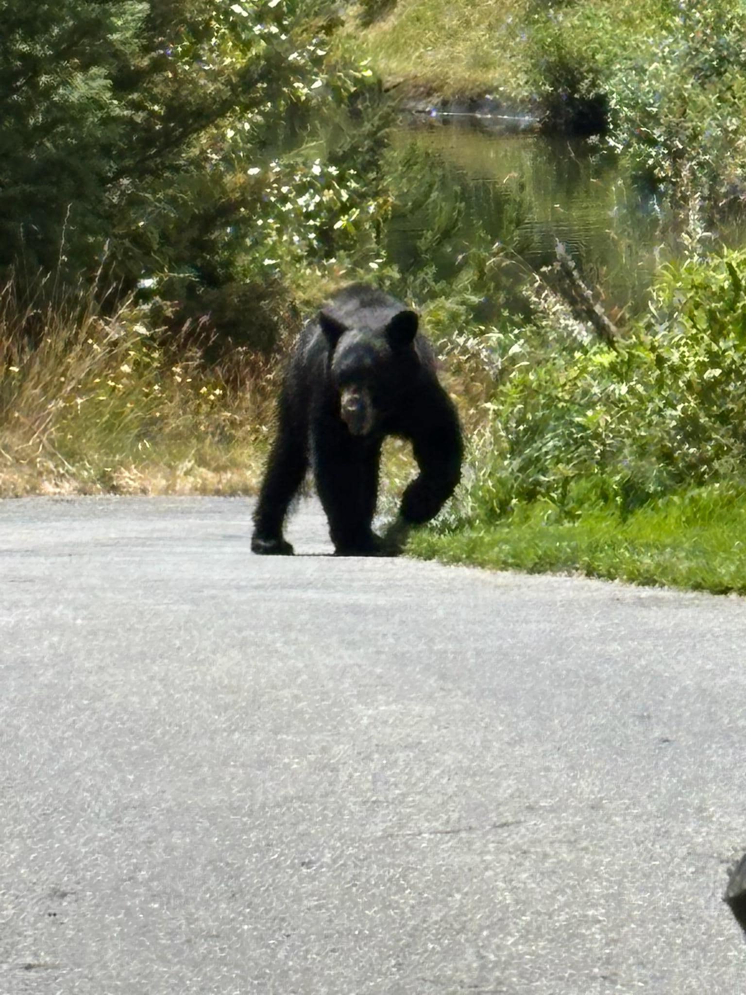 Saw many bears while golfing. 