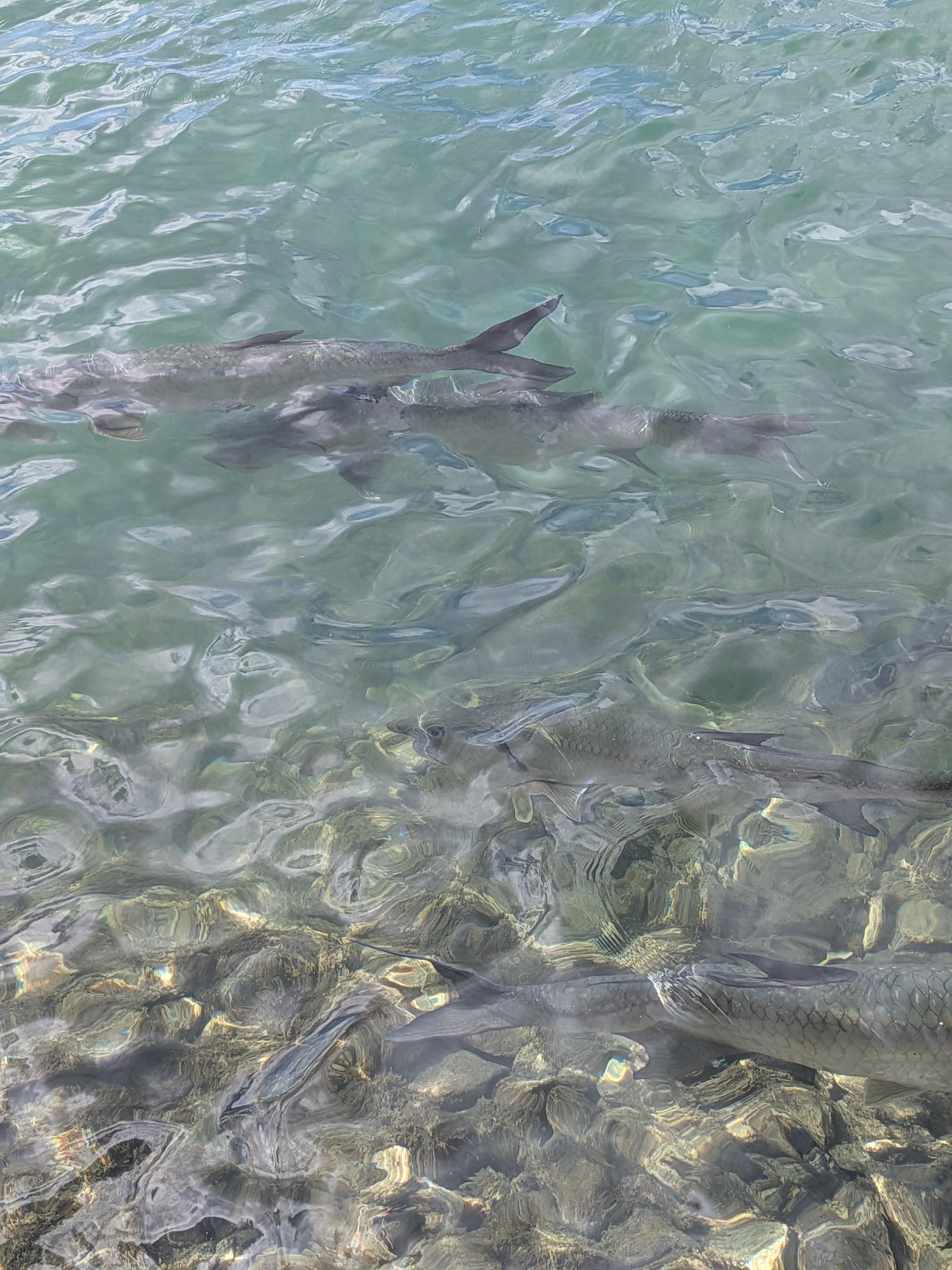 Tarpon at Christiansted