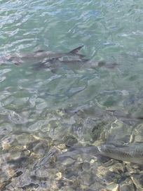 Tarpon at Christiansted
