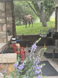 Wildlife