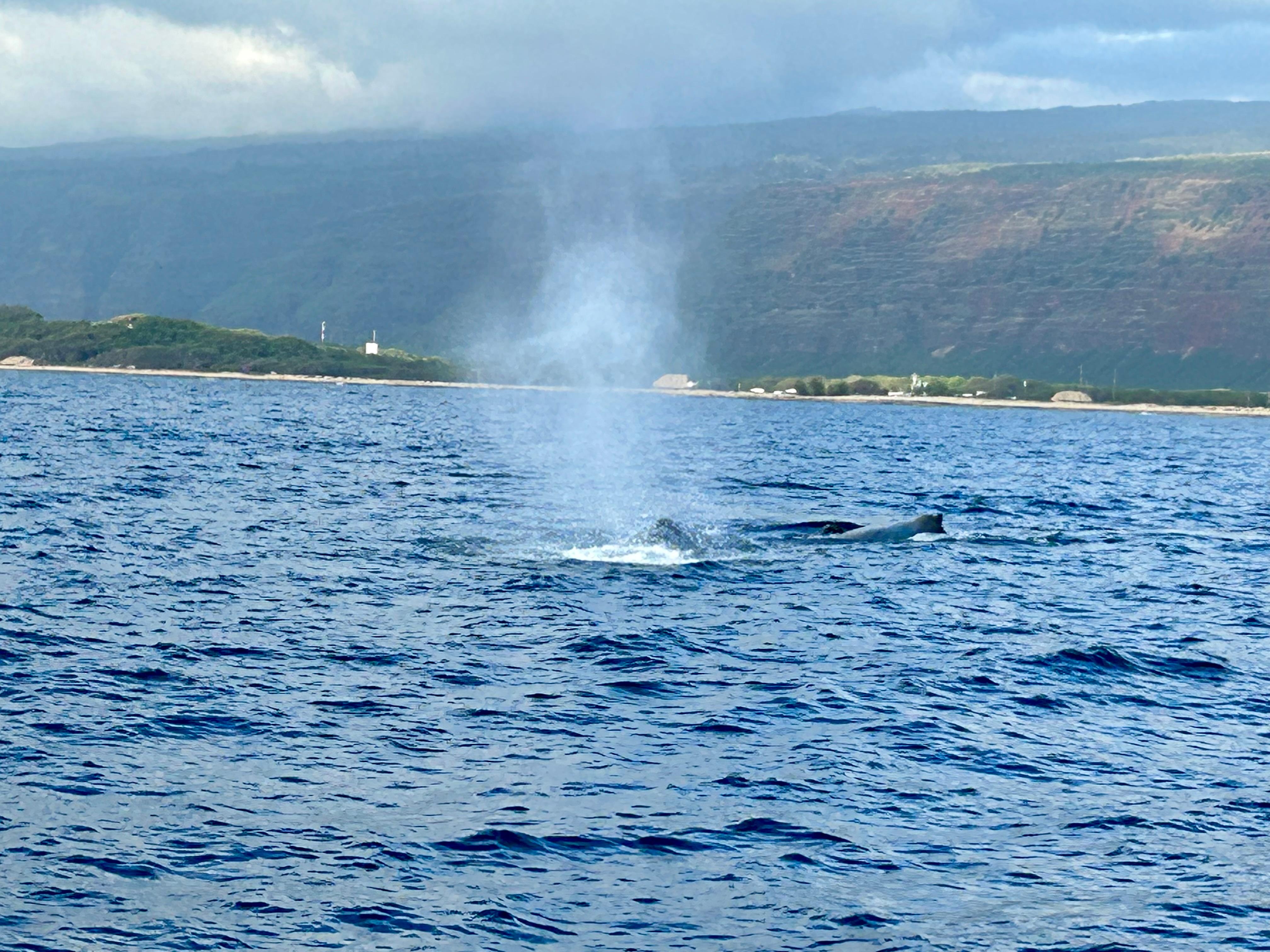 Whales along the NaPali Coast