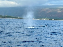 Whales along the NaPali Coast