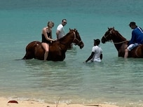 Horses in Carlisle Bay