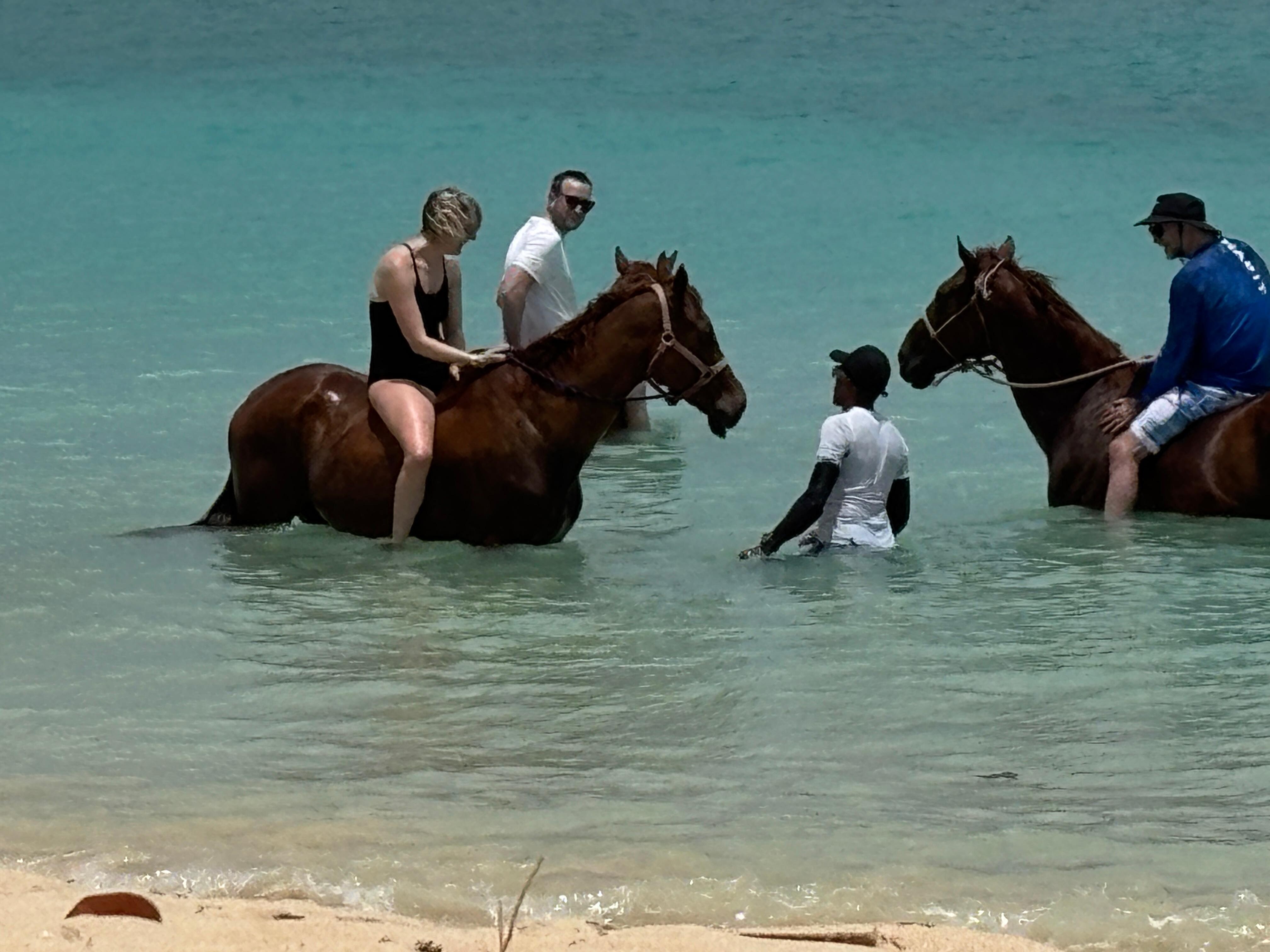 Horses in Carlisle Bay