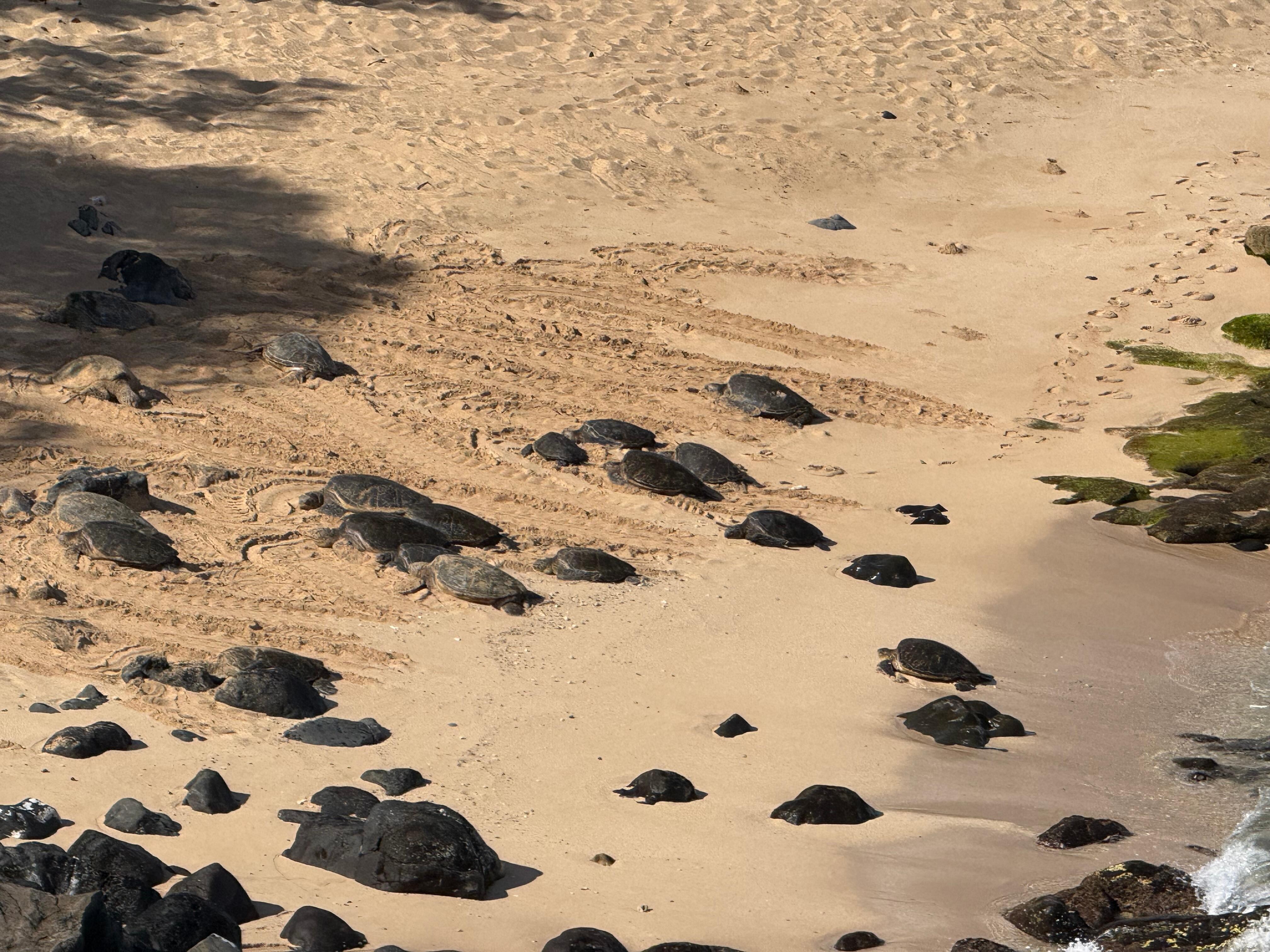 Sea turtles at our first stop on the road to Hana. 