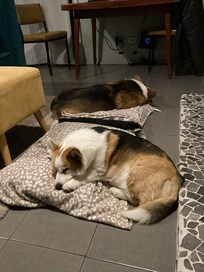 Plenty of space for our dogs