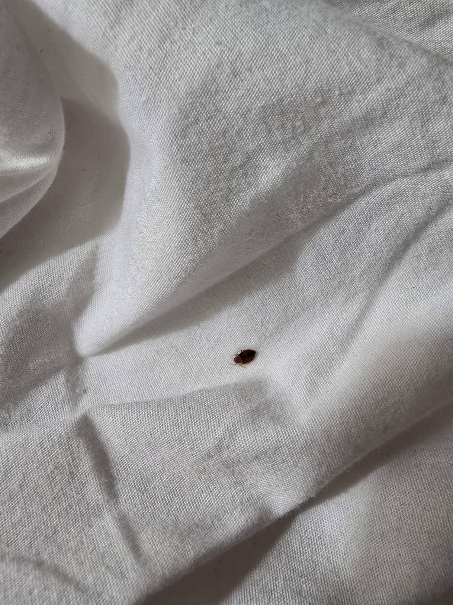 Bed bugs