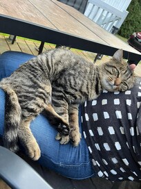 Le chat du voisinage très sociable!