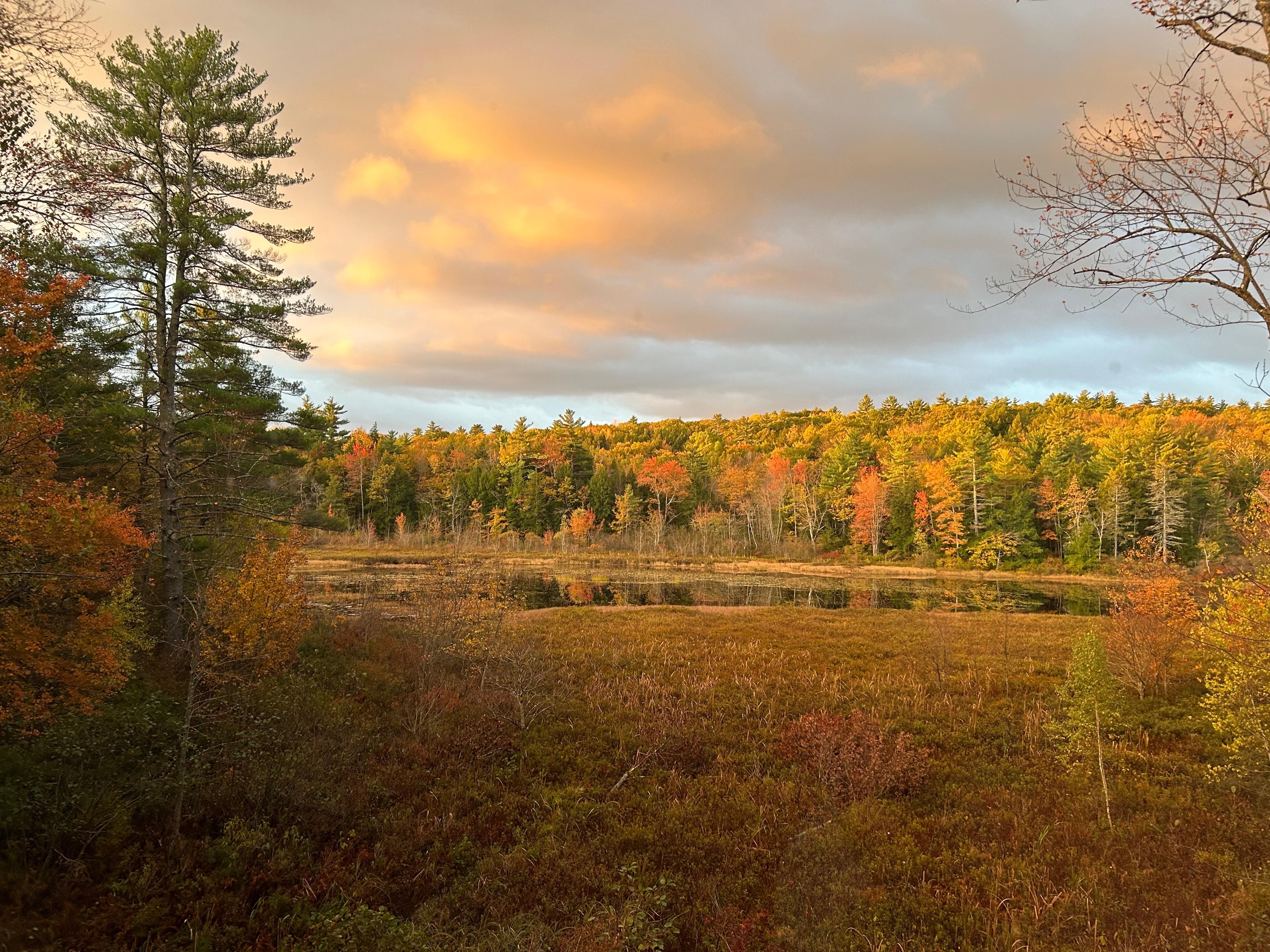 Morning view from primary bedroom window.