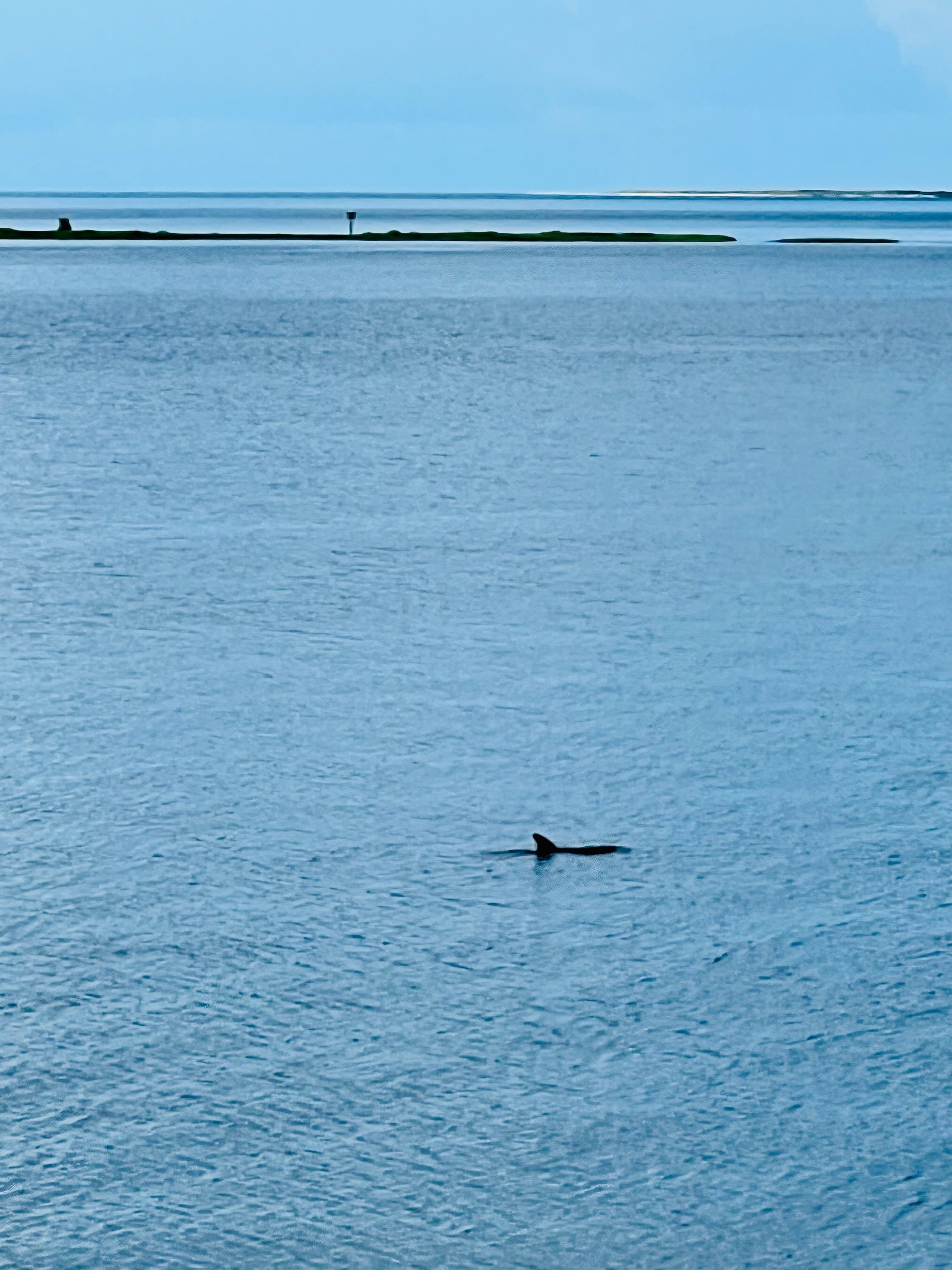 Dolphin watching from the back deck.