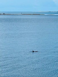 Dolphin watching from the back deck.
