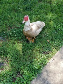Mr. Quackers