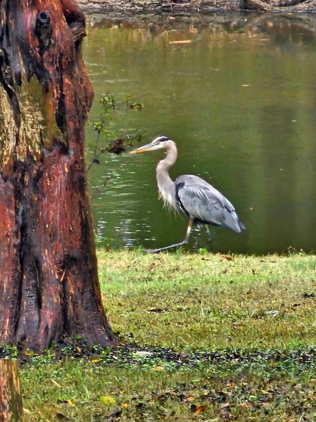 Blue Heron