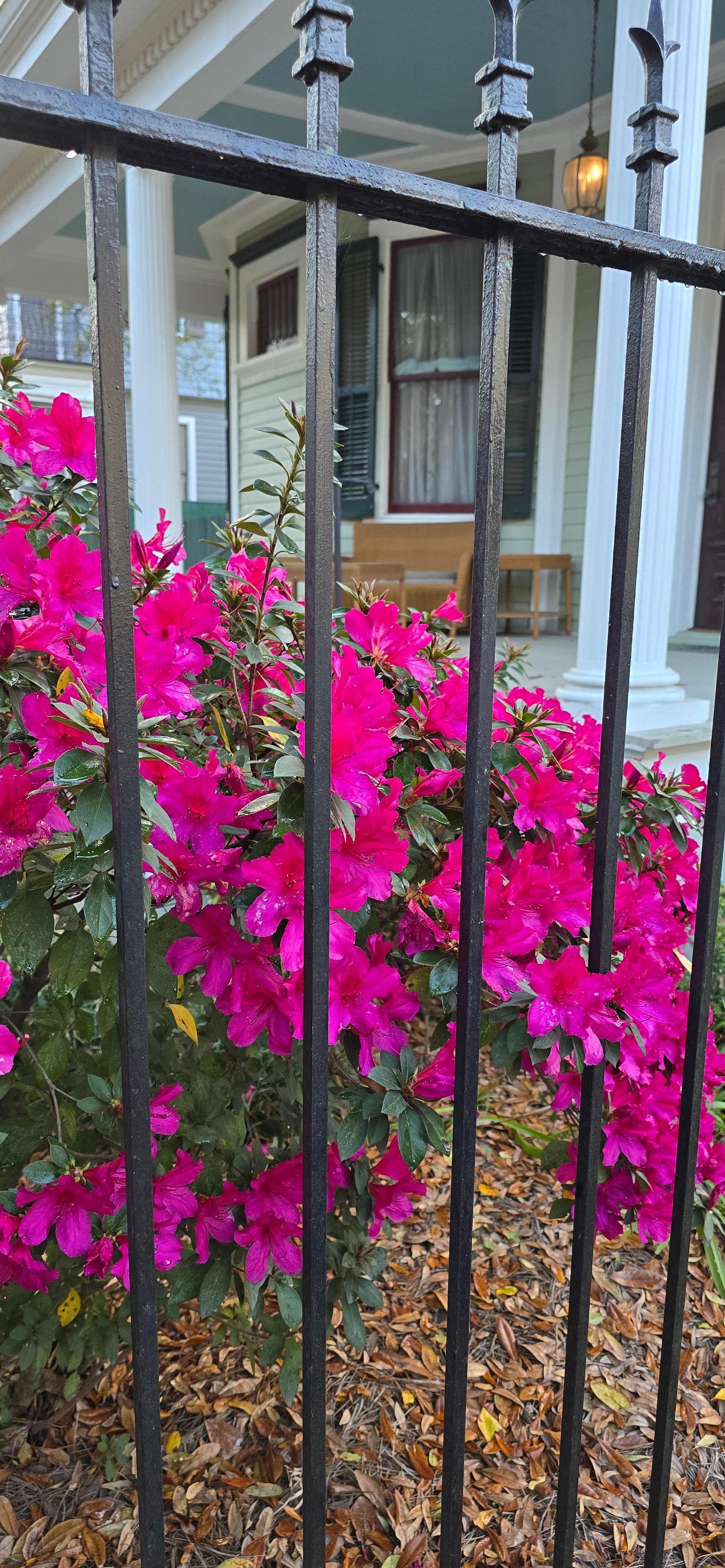 One door up to beautiful S. Carrollton streetcar