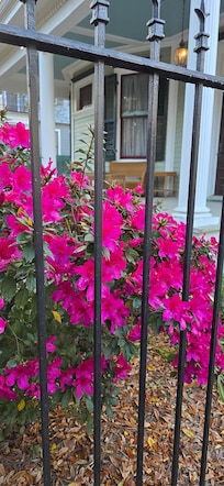 One door up to beautiful S. Carrollton streetcar