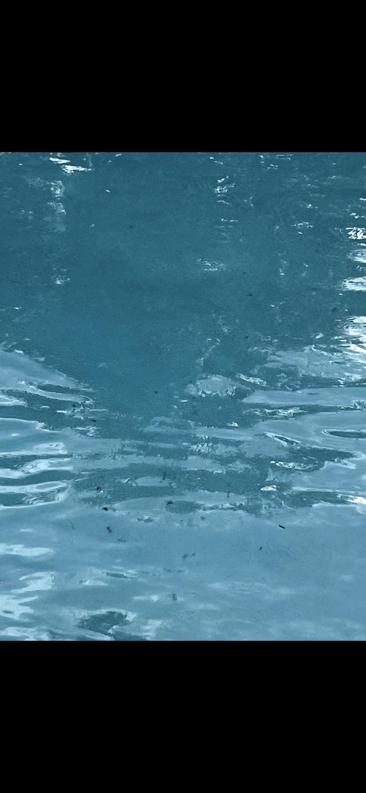 Termites in the pool