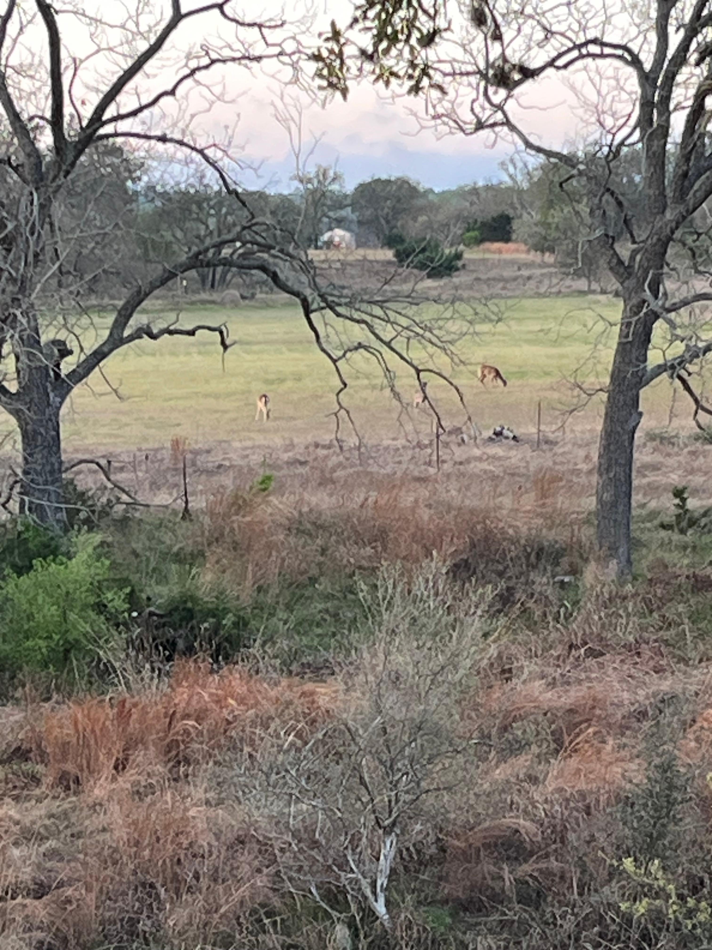 Deer across Bear Creek at sunrise