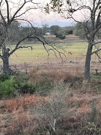 Deer across Bear Creek at sunrise