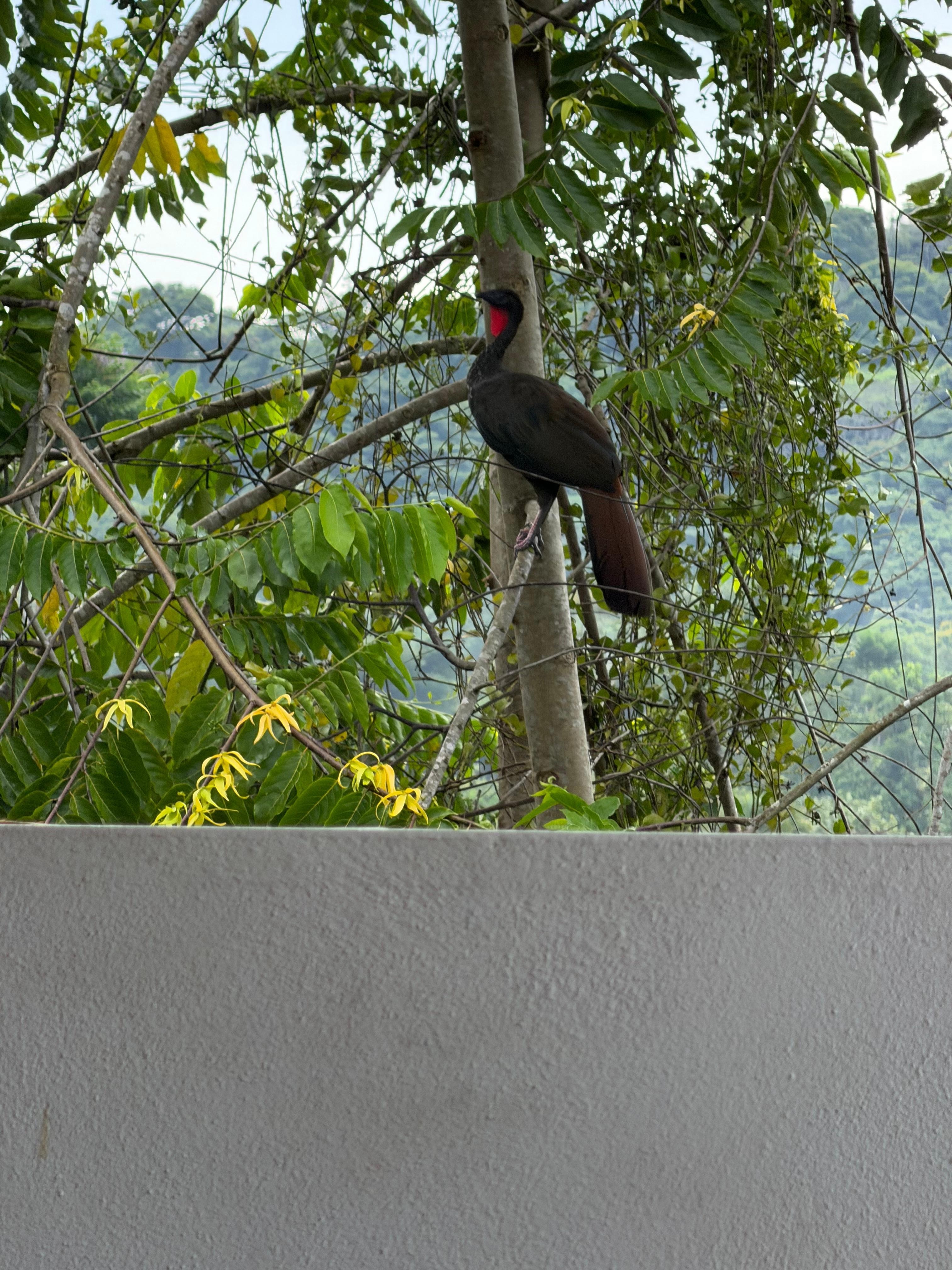 A rare sighting of this bird