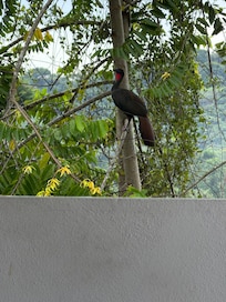 A rare sighting of this bird