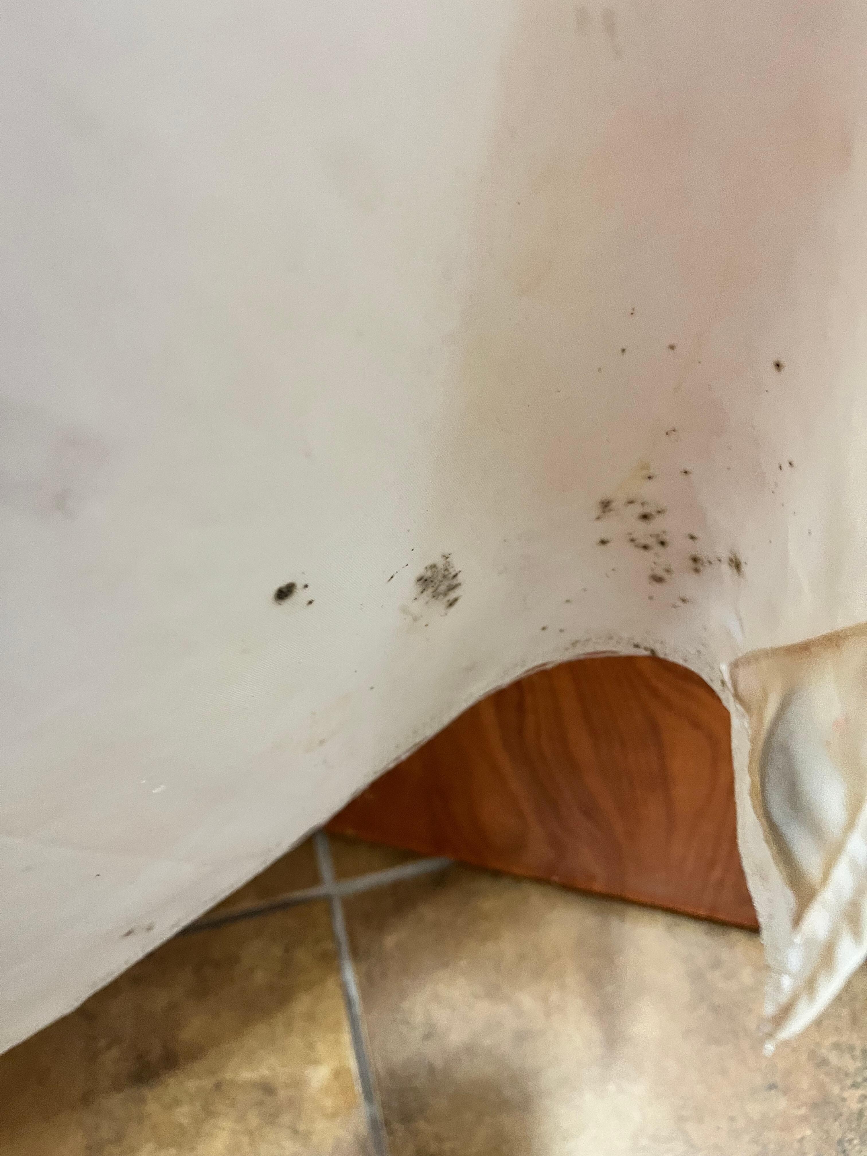 Mold on shower curtain 