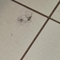 Ball of hair left in bathroom floor