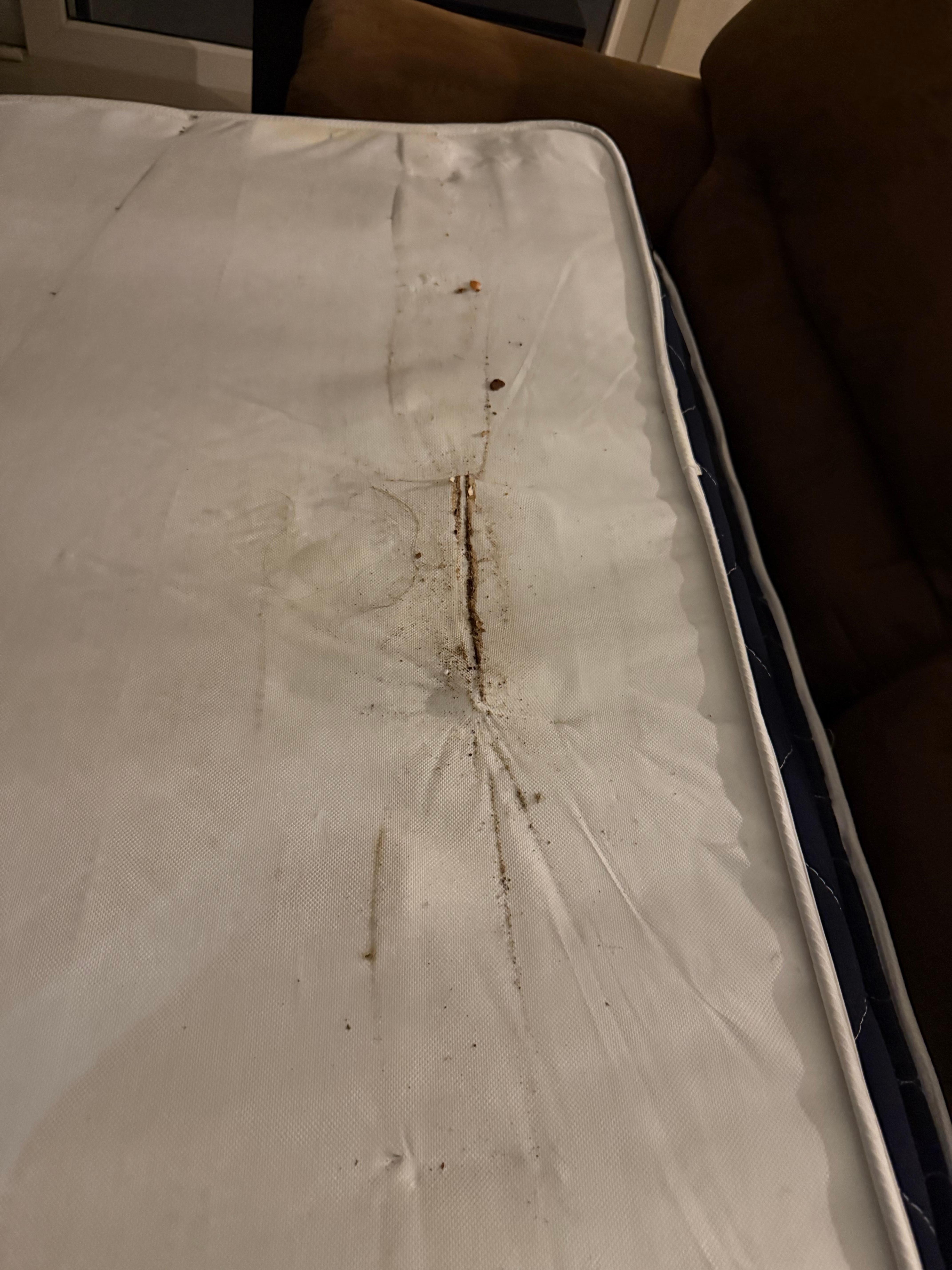 Sofa bed dirty no sheets were available 