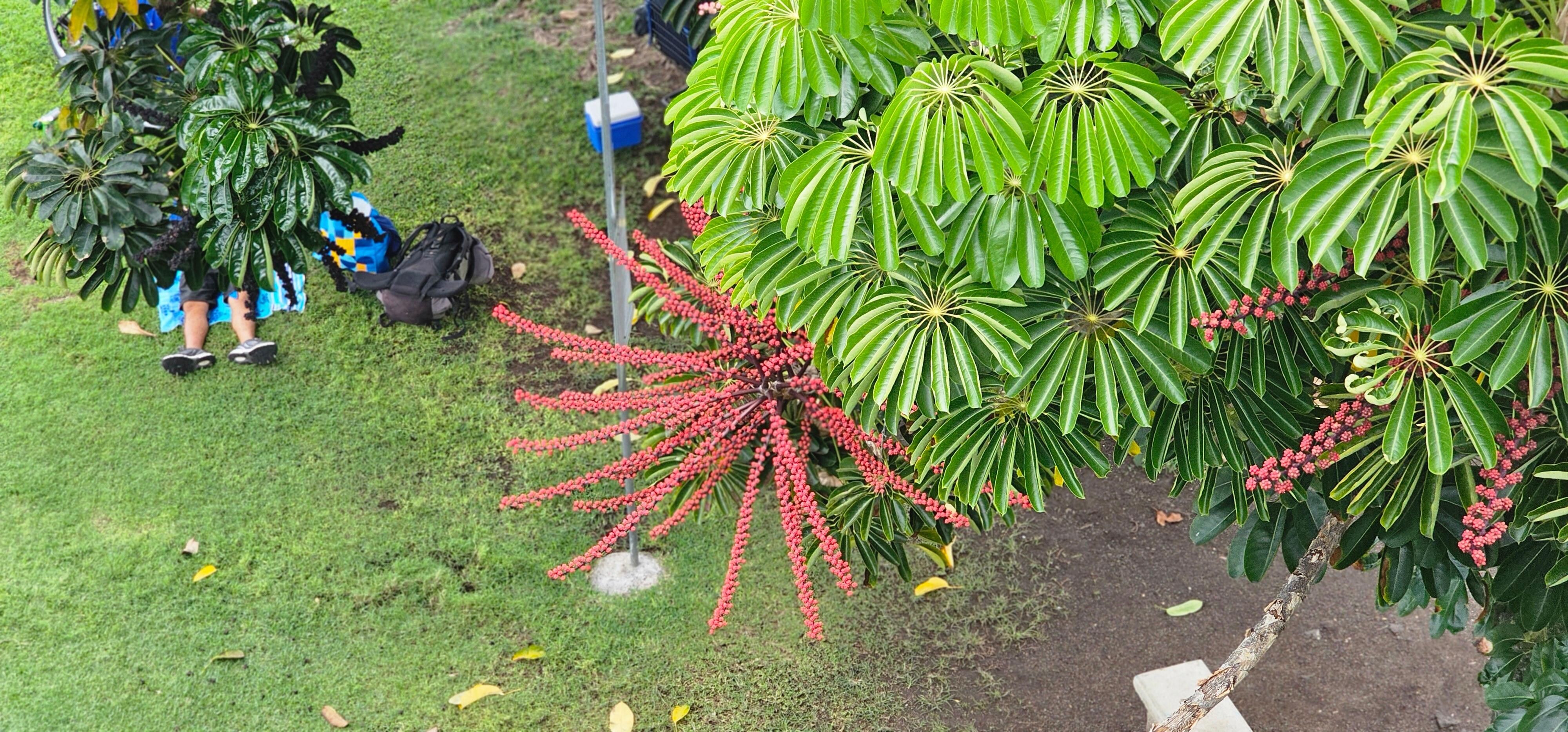 Beautiful foilage