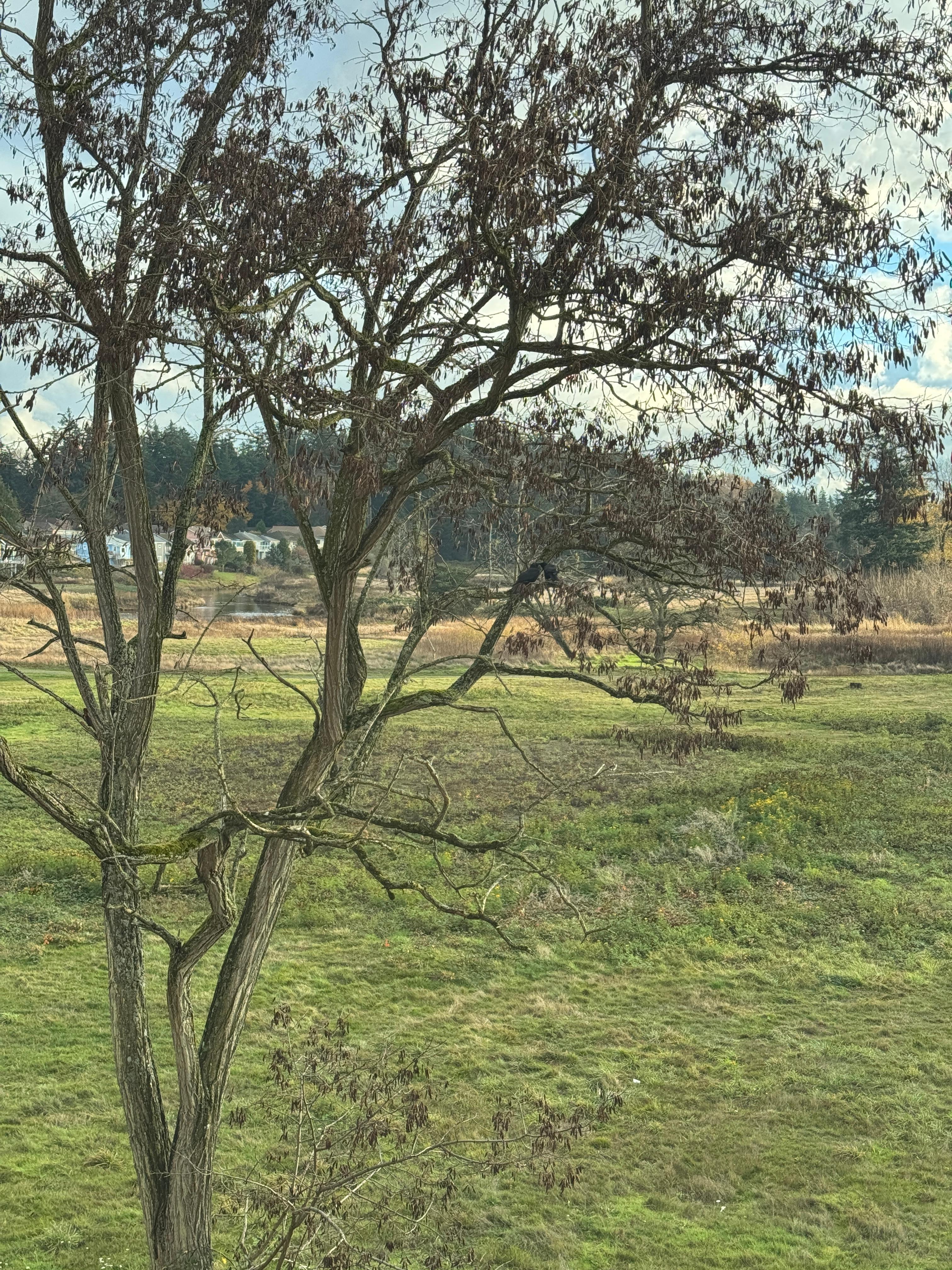 Morning View out our window. 