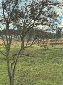 Morning View out our window.